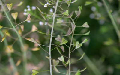 FRAUENpflanze – Hirtentäschel
