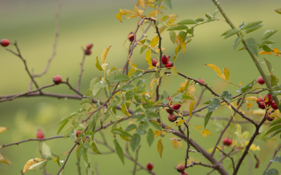 Herbstkur – ONLINE